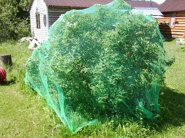  от птиц для дачи, сада, огорода в Новосибирске. Купить сетку для .